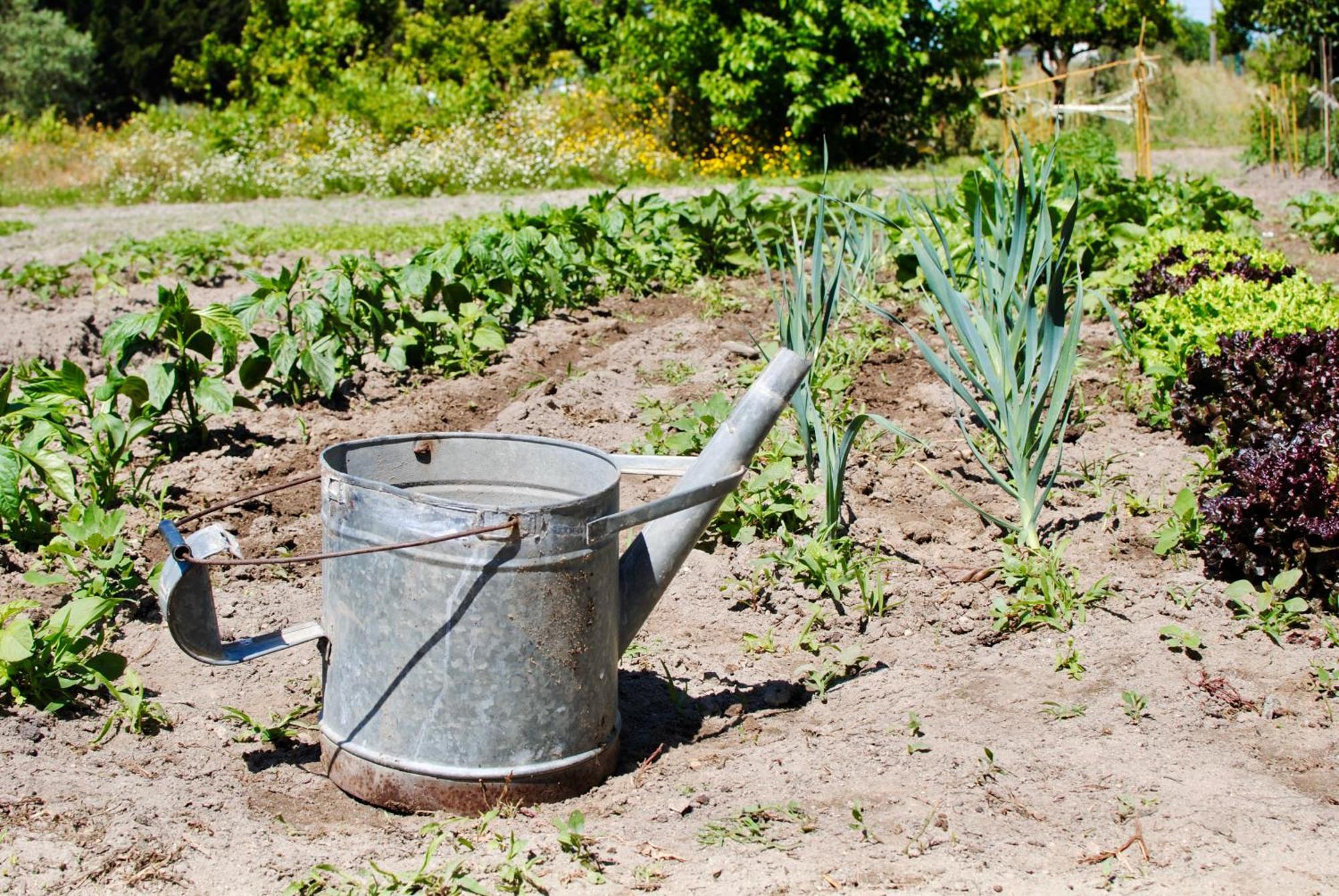 Santo Estevao  Chitaka'S Organic Farmhouse In Ribatejo מראה חיצוני תמונה