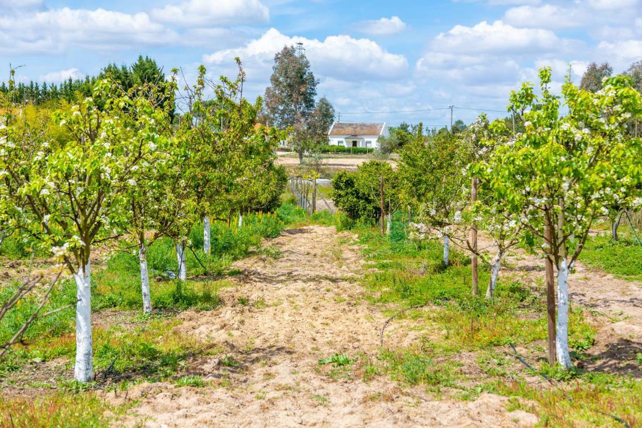 Santo Estevao  Chitaka'S Organic Farmhouse In Ribatejo מראה חיצוני תמונה
